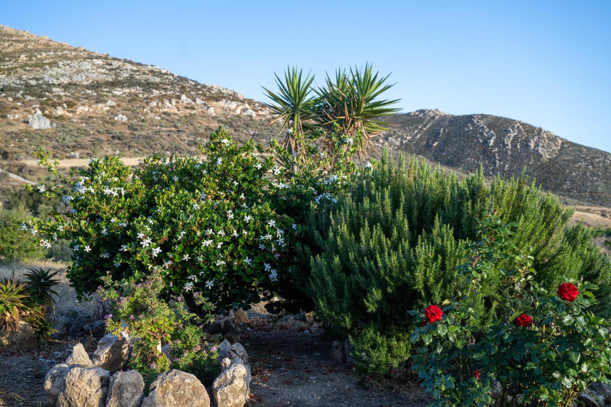 ‘Sophie’s Villa’ Akrotiri  Extérieur photo